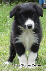 Black and white male, rough coat, border collie puppy